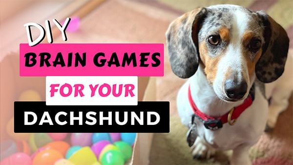 Signs your dachshund is bored