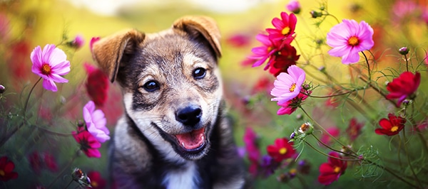 Flowers You CAN Plant in A DOG-SAFE Garden