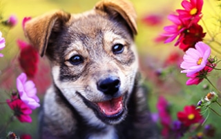 Flowers You Can Plant In A DOG-SAFE Garden