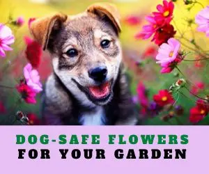 dog safe flowers for garden