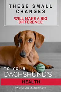 healthy dachshund tips