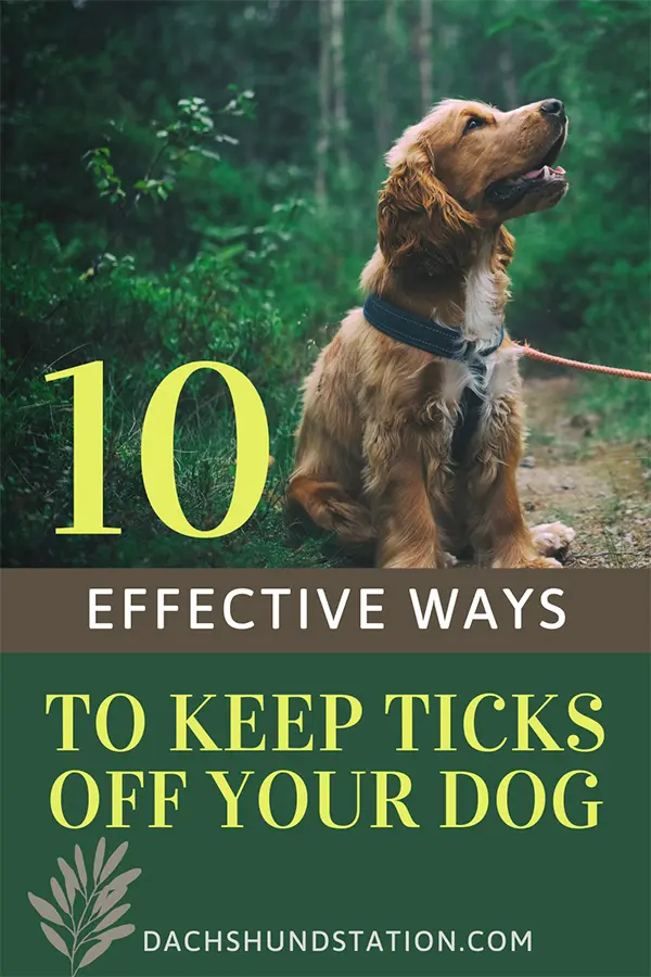ticks on dogs prevention (3)_sm