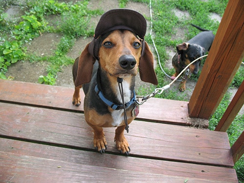 Protect Your Dachshund From Sunburn