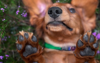 Protect Your Dachshund's Paws