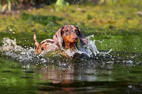  Cool Your Dachshund Down in Summer