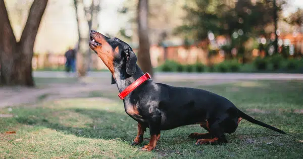 10 Reasons Why Dachshunds Bark All The Time And How To Stop It!