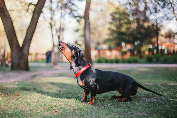 Reasons Why Dachshunds Bark All The Time