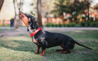 Why Dachshunds Bark All The Time