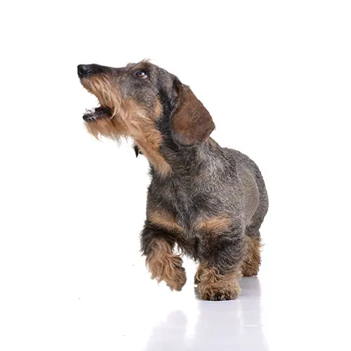 Questions About Dachshunds