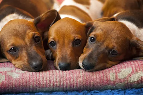 three cute dachshund puppies laying together
