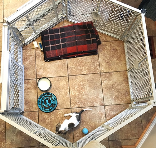 dachshund puppy essentials