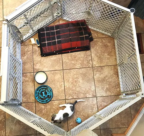 dachshund puppy in a puppy playpen