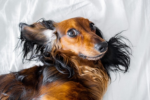 Facts About Dachshunds