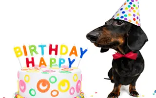 dachshund's birthday