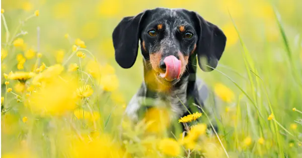 dachshund allergies