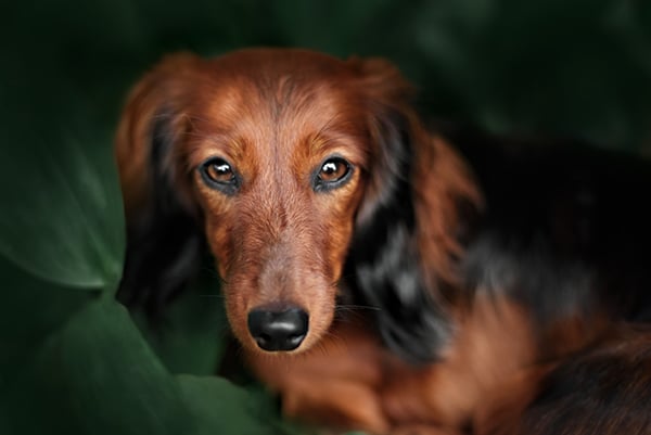Questions About Dachshunds