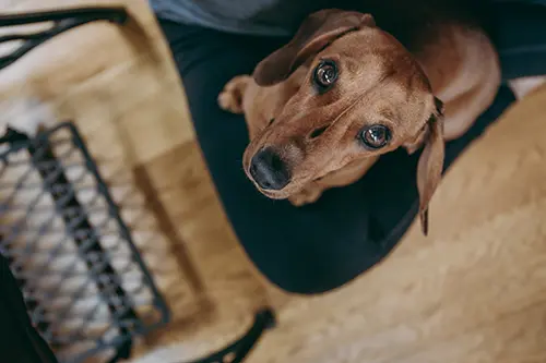 Simple Ways to Keep Your Dachshund Busy