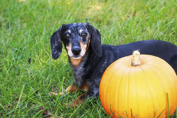 Mini dachshund lying beside a large pumpkin