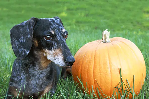 Dapple dachshund sitting next to a pumpkin
