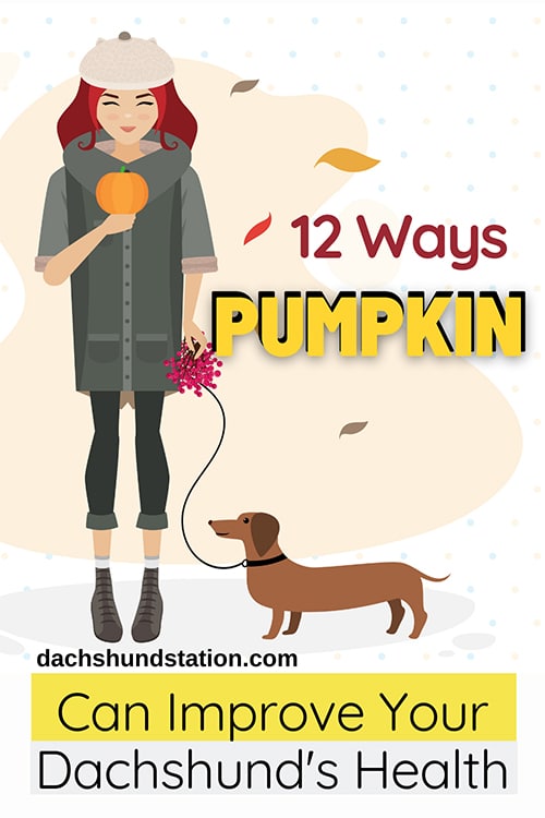 Dachshunds Should Eat Pumpkin