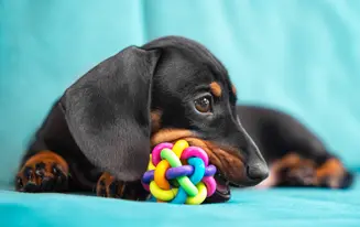 Find The Perfect Toy For Your Dachshund
