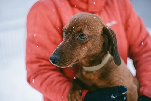 Ways To Protect Your Dachshund in Cold Weather