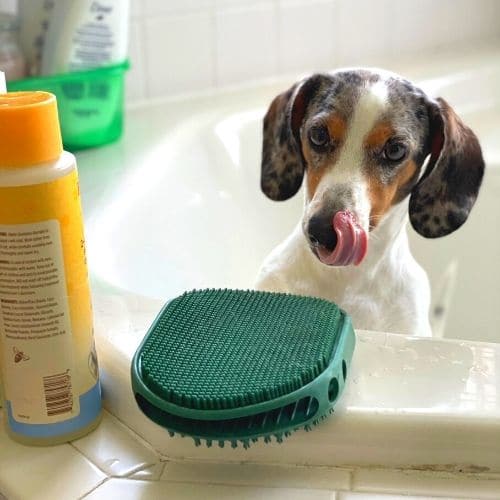 give a dachshund a bath