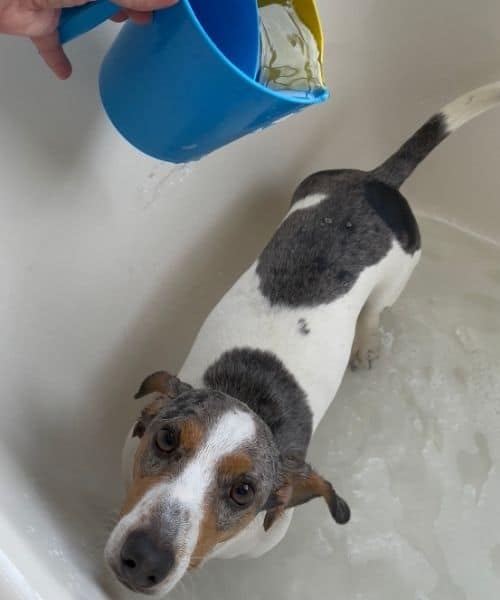 give a dachshund a bath
