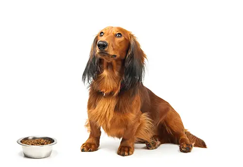 Dog Food Recipe For Your Dachshund
