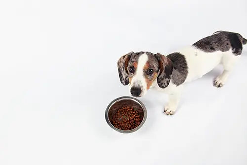 Dog Food Recipe For Your Dachshund