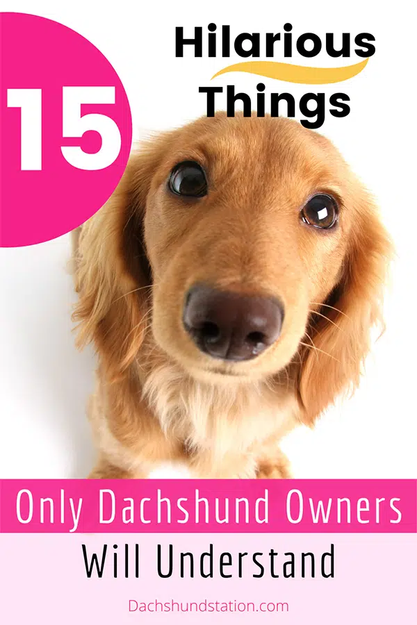 15 things only dachshund owners understand