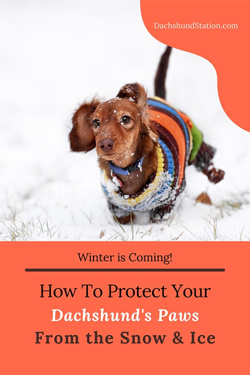 protect dachshund paws