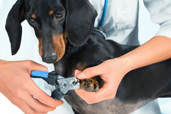 Trimming A Difficult Dachshund's Nails