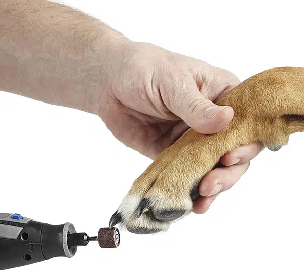 Trim A Small Dog's Nails At Home