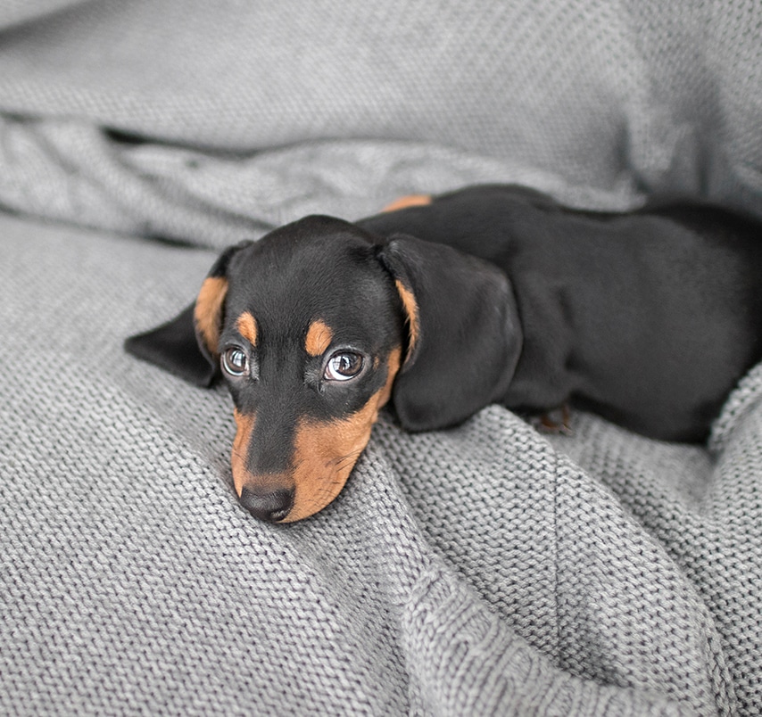 Dachshund Puppy Teething and Chewing Guide