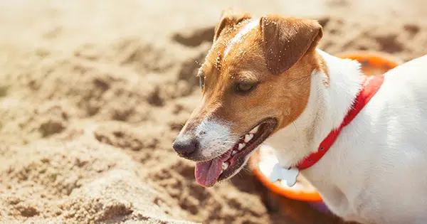 Protect Your Dog From Sunburn