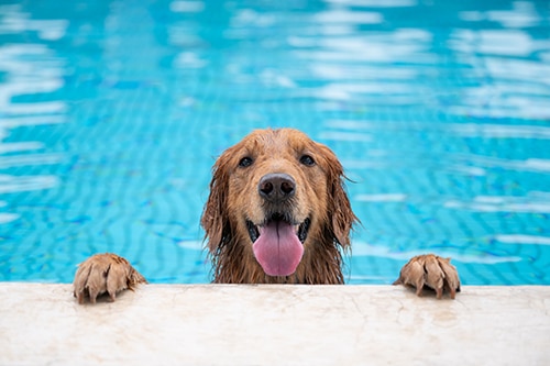 Swimming Safety Tips For Your Dog