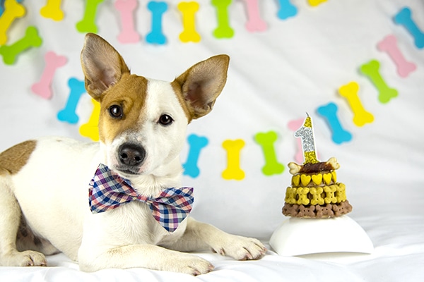 dog birthday ideas