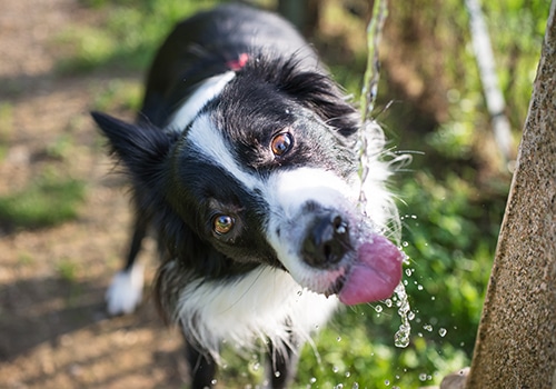 Prevent Heatstroke In Dogs