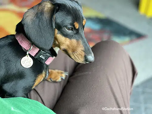 Best Time to Spay Your Dachshund