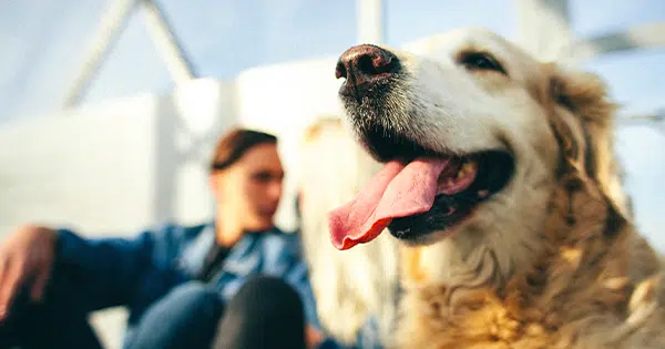 Prevent Heatstroke In Dogs
