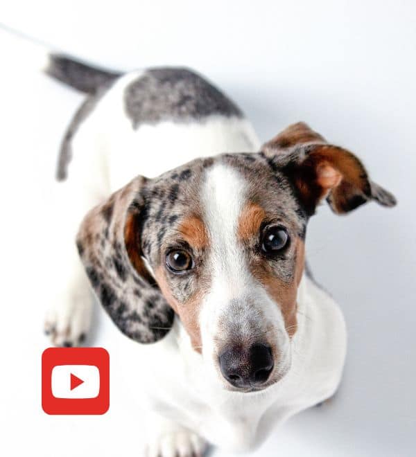 Follow the Dachshund Station Youtube Channel