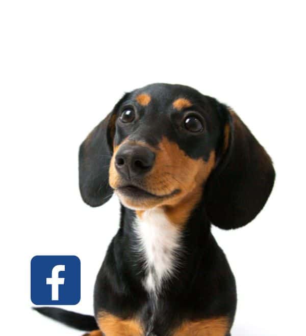 Join our Team Dachshund Facebook Group