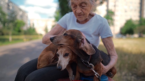 senior dachshund care