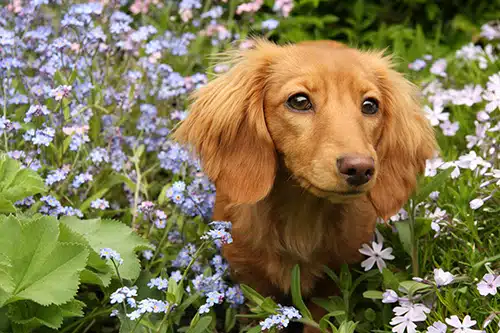 unique female dachshund names