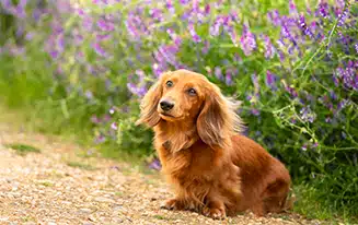 unique female dachshund names