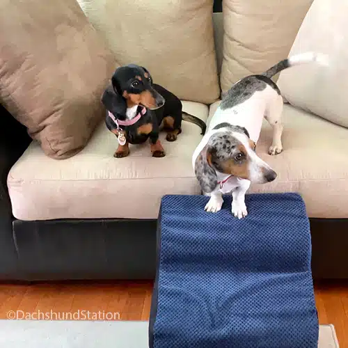 dachshunds using dog foam ramp for couch