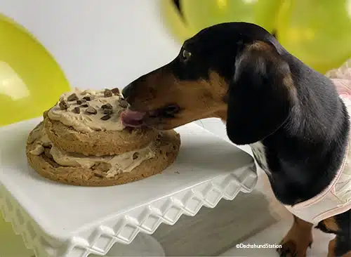 Easy Dog Birthday Cake