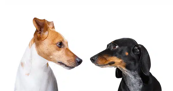How to Introduce a Dachshund to Other Dogs