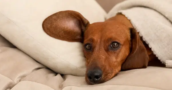 Dark Side of the Dachshund in Your Bed